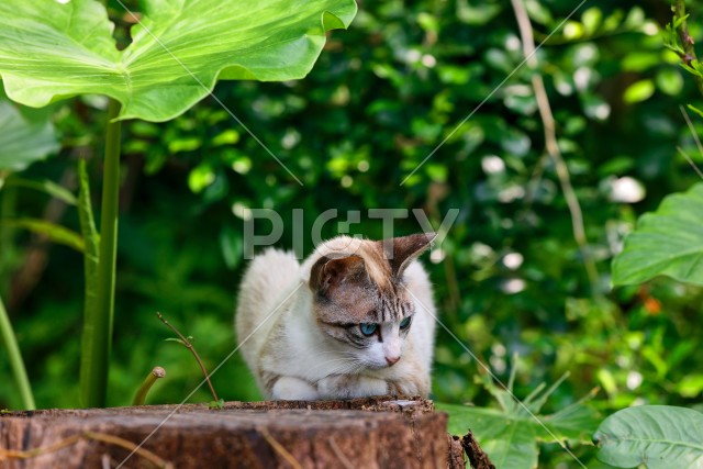 写真のタイトルが入ります