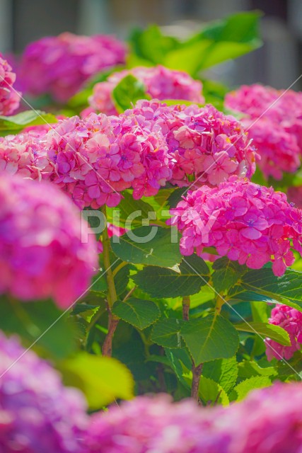 写真のタイトルが入ります
