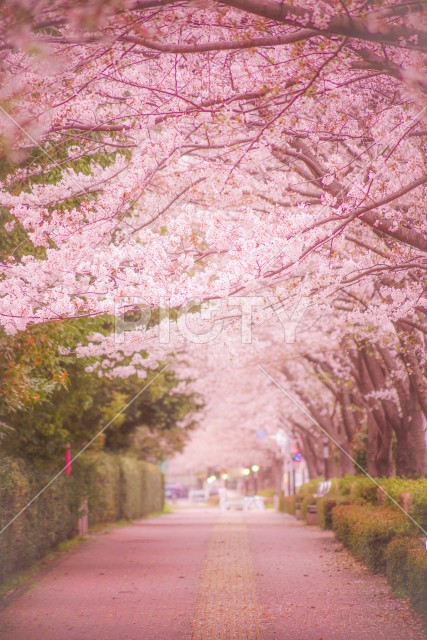 写真のタイトルが入ります