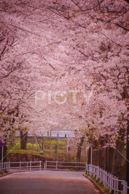 写真のタイトルが入ります