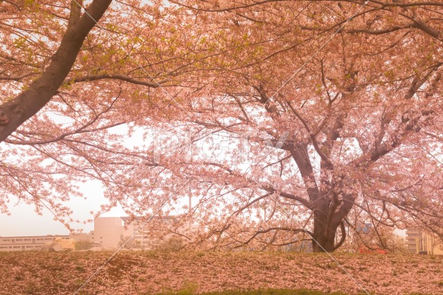 写真のタイトルが入ります