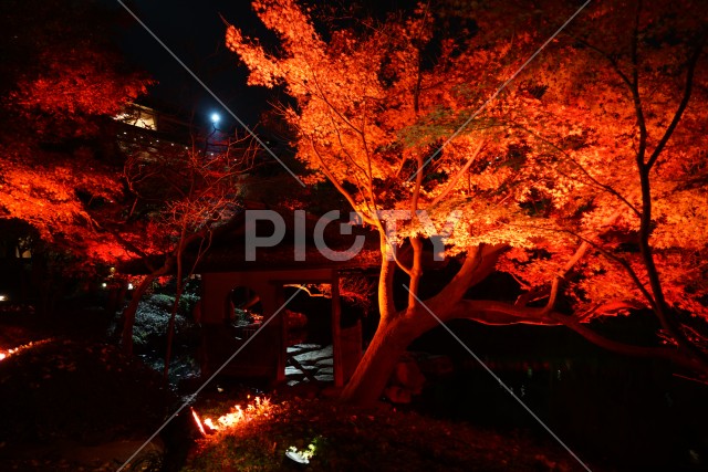 写真のタイトルが入ります