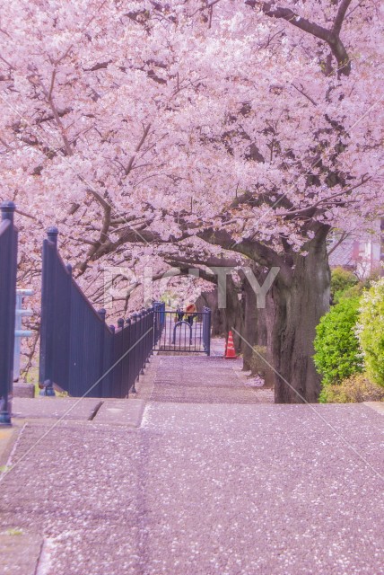写真のタイトルが入ります
