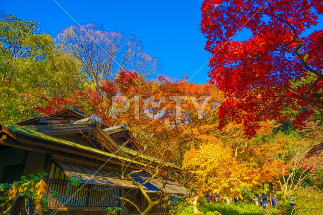 写真のタイトルが入ります
