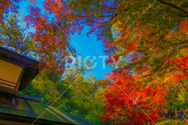 写真のタイトルが入ります