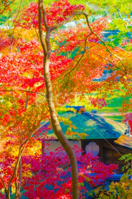 写真のタイトルが入ります