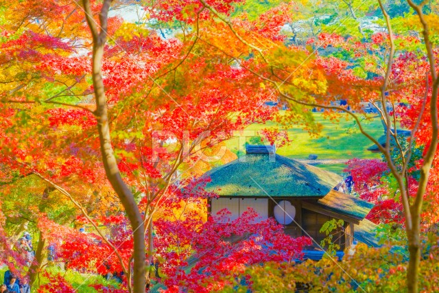 写真のタイトルが入ります