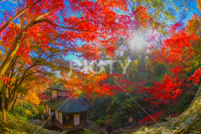 写真のタイトルが入ります
