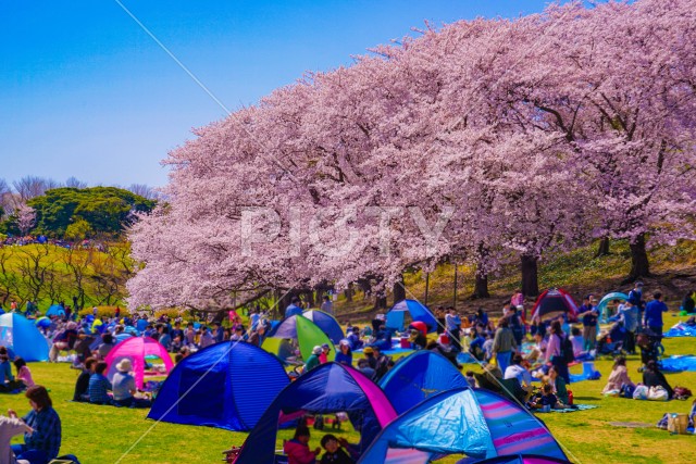 写真のタイトルが入ります