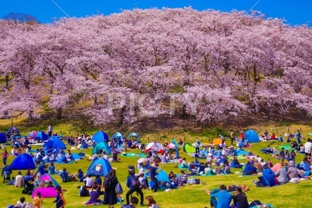 写真のタイトルが入ります