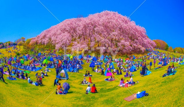 写真のタイトルが入ります