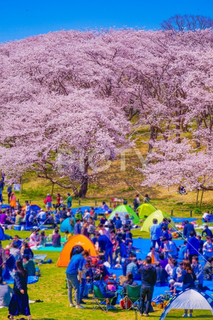 写真のタイトルが入ります
