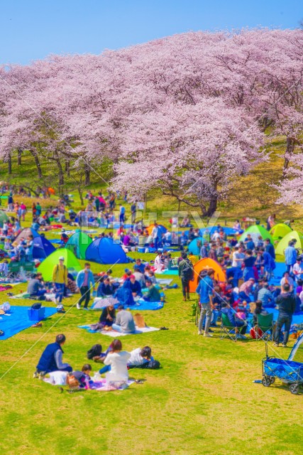 写真のタイトルが入ります