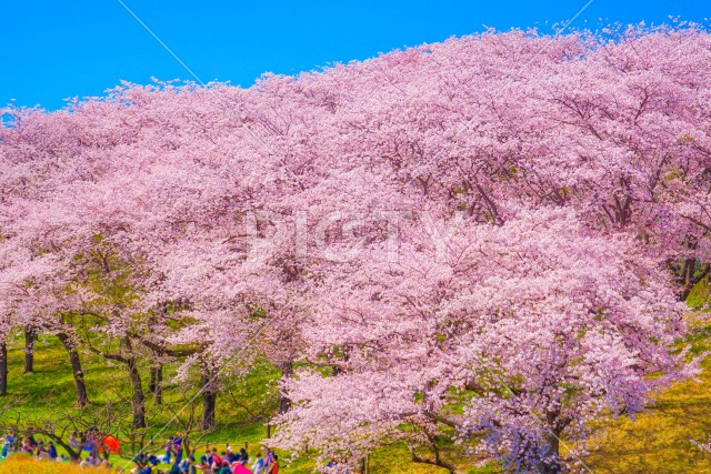 写真のタイトルが入ります