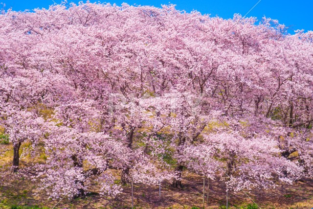写真のタイトルが入ります