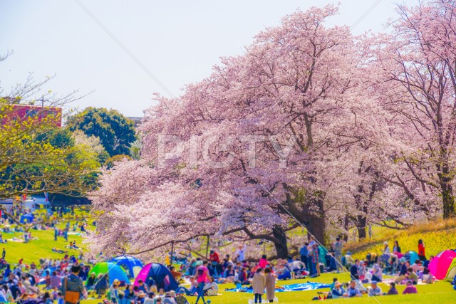写真のタイトルが入ります