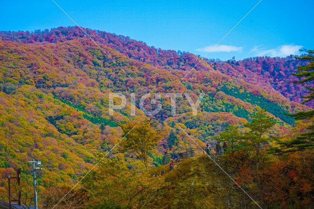 写真のタイトルが入ります