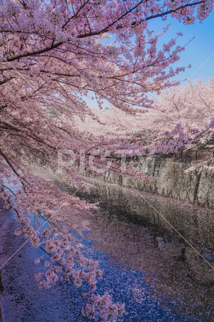 写真のタイトルが入ります