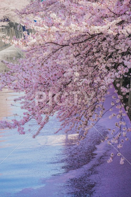 写真のタイトルが入ります