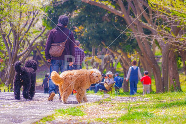 写真のタイトルが入ります
