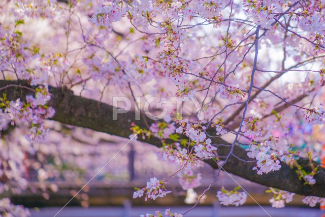 写真のタイトルが入ります