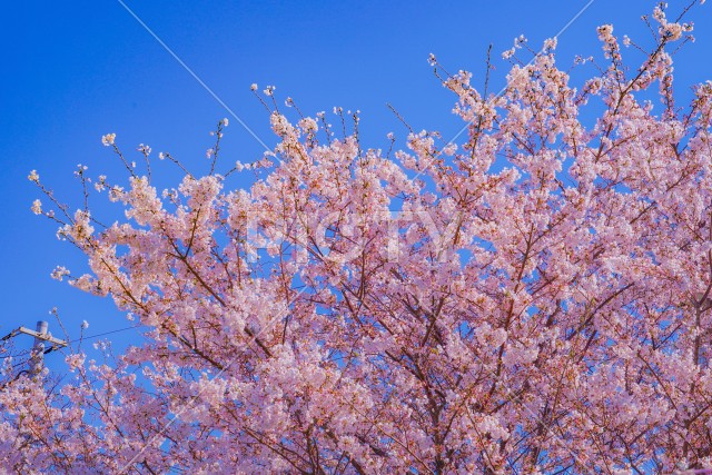 写真のタイトルが入ります