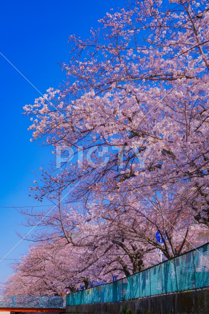 元住吉渋川沿いの桜