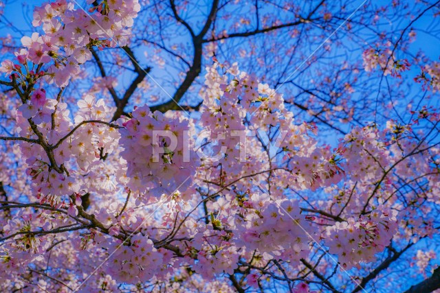 元住吉渋川沿いの桜