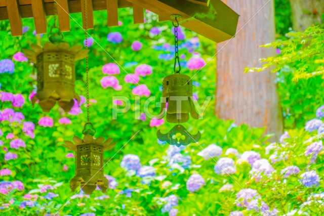 和式ランタンと紫陽花