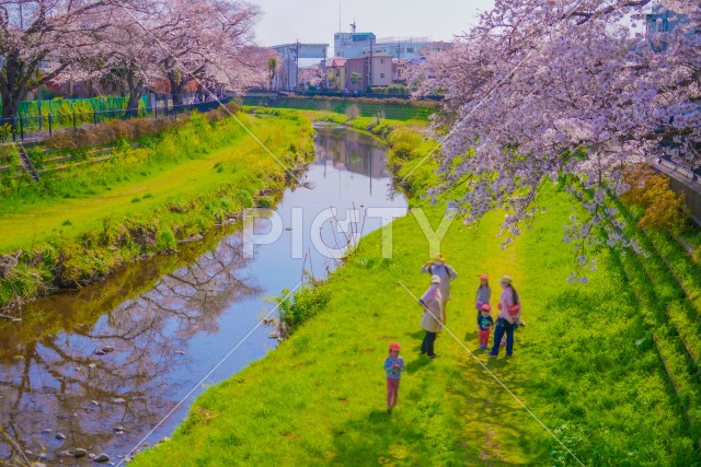 野川の桜と幼稚園児
