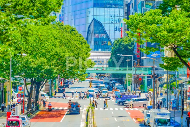 写真のタイトルが入ります
