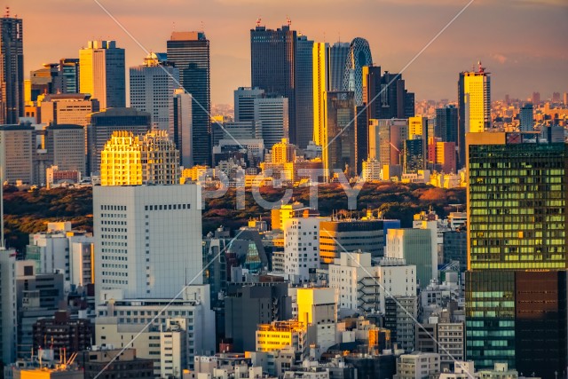 写真のタイトルが入ります