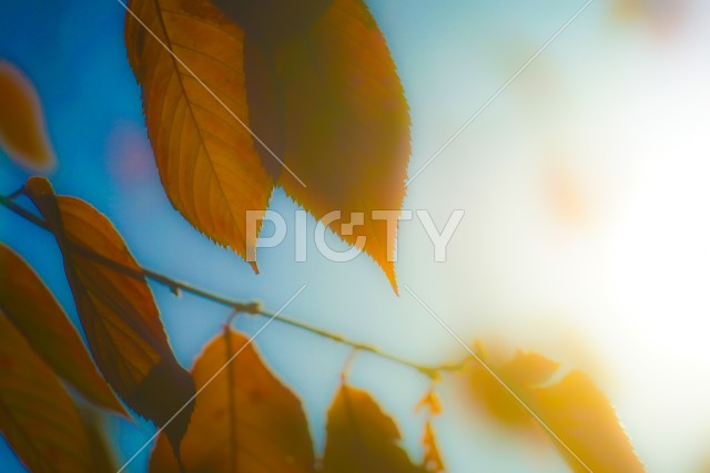 写真のタイトルが入ります