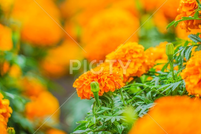 写真のタイトルが入ります