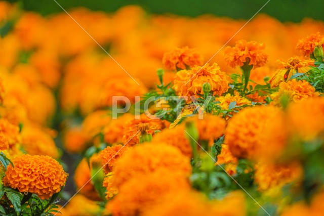 写真のタイトルが入ります