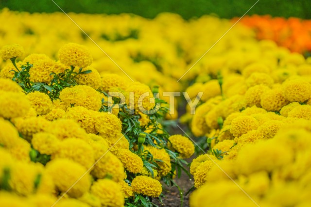写真のタイトルが入ります