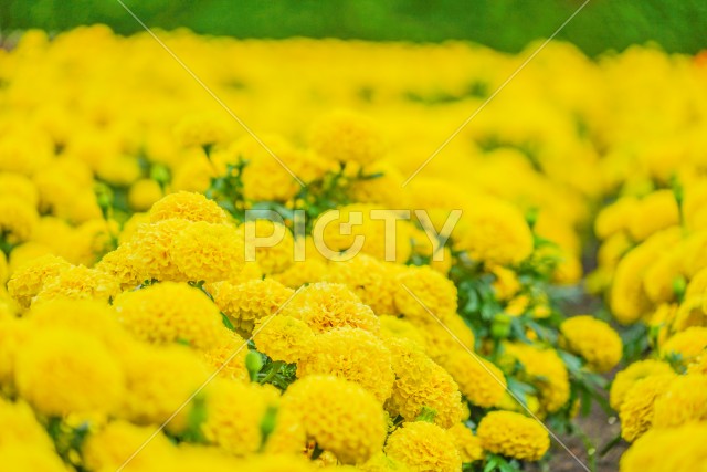 写真のタイトルが入ります