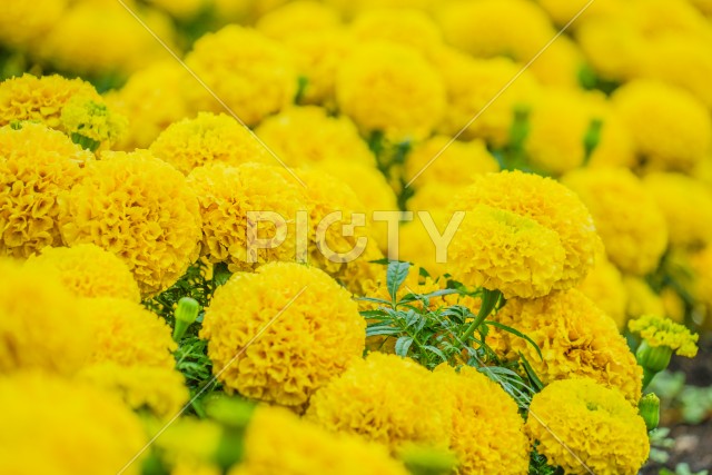 写真のタイトルが入ります