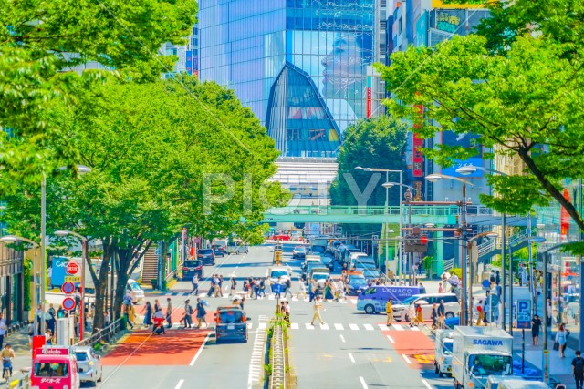 写真のタイトルが入ります