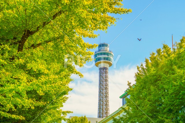 写真のタイトルが入ります