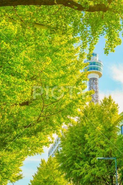 写真のタイトルが入ります