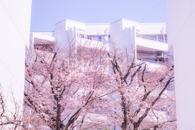写真のタイトルが入ります
