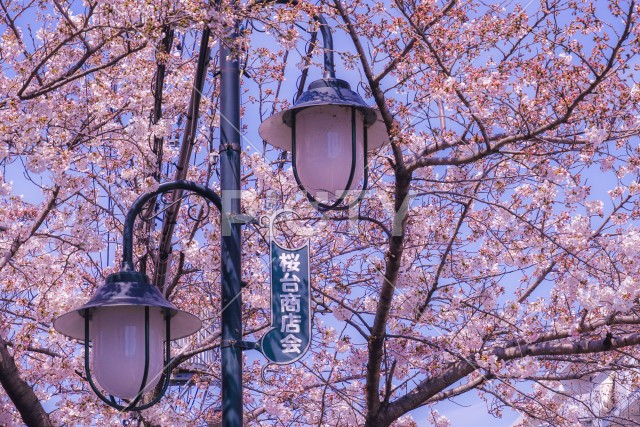 写真のタイトルが入ります
