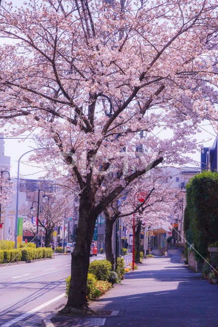 写真のタイトルが入ります