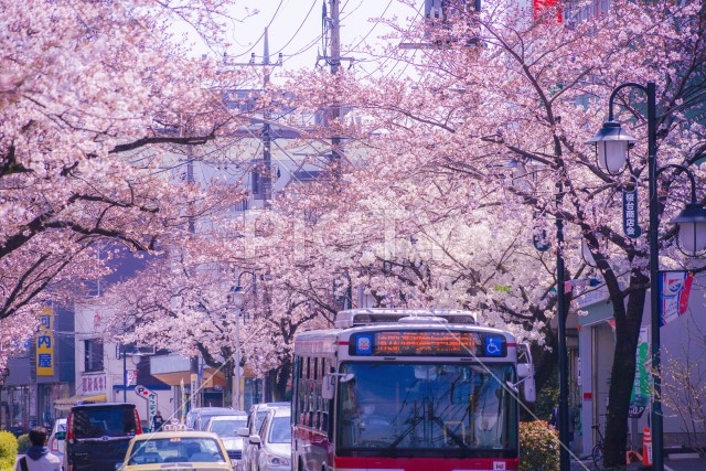 写真のタイトルが入ります