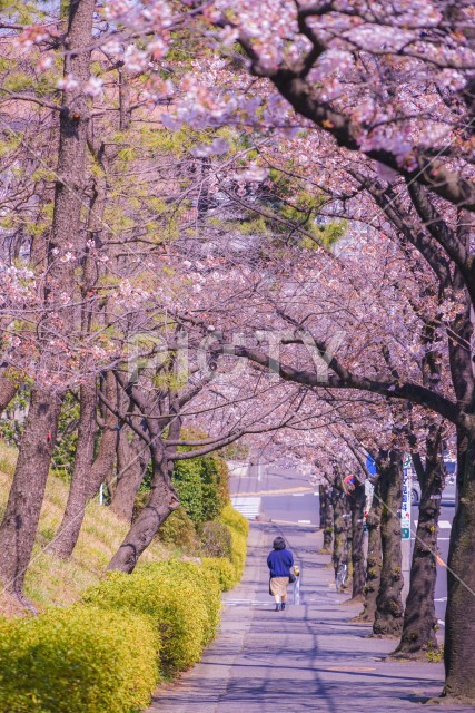 写真のタイトルが入ります