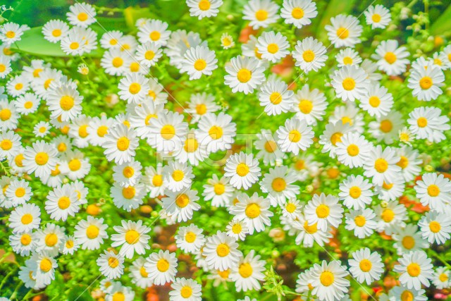 白と黄色の花（カモミール）