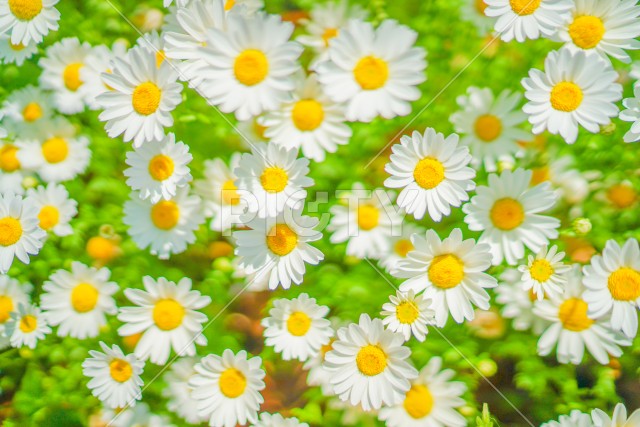 白と黄色の花（カモミール）
