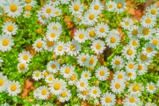 白と黄色の花（カモミール）