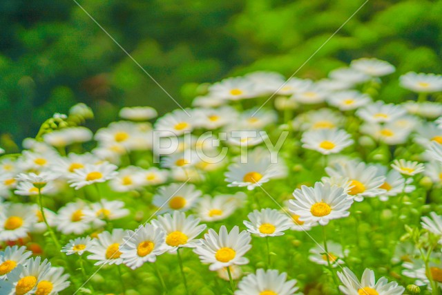 白と黄色の花（カモミール）